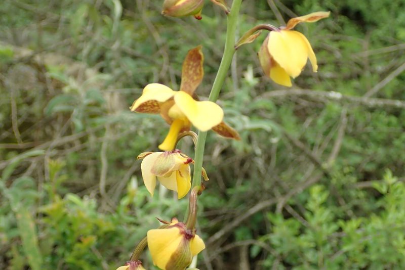 Eulophia streptopetala, photographed by Peter Warren