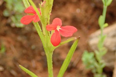 Striga asiatica, photographed by Peter Warren