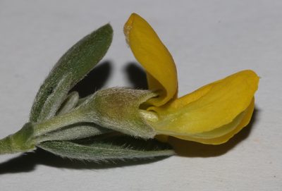 Polhillia ignota, photographed by Brian du Preez
