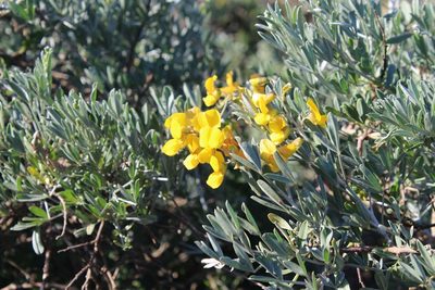 Calobota cytisoides, photographed by Brian du Preez