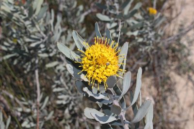 Leucospermum rodolentum, photographed by Brian du Preez