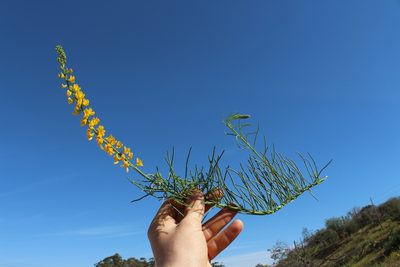 Lebeckia ambigua, photographed by Brian du Preez