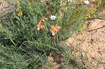 Moraea minor, photographed by Brian du Preez