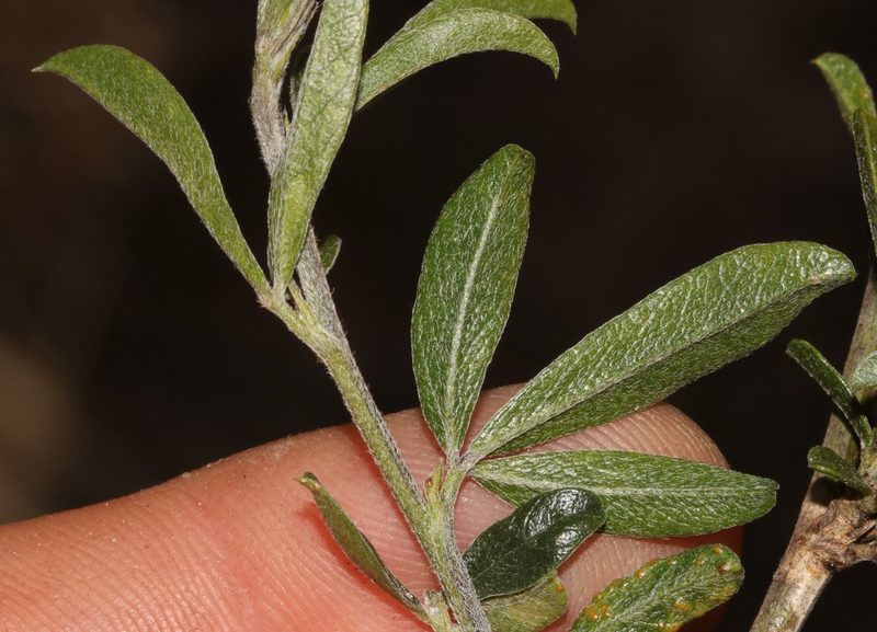 Psoralea venusta, photographed by Brian du Preez