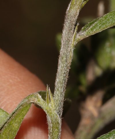 Psoralea venusta, photographed by Brian du Preez