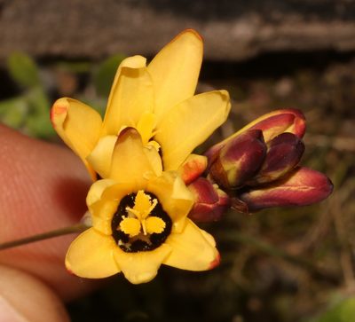Ixia maculata, photographed by Brian du Preez