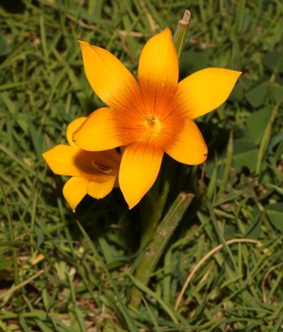 Romulea saldanhensis, photographed by Brian du Preez
