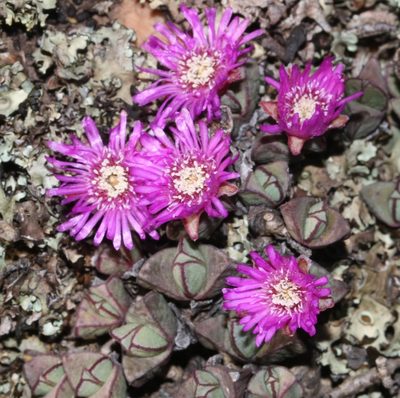 Antimima granitica, photographed by Brian du Preez