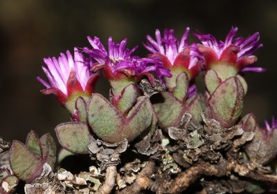 Antimima granitica, photographed by Brian du Preez