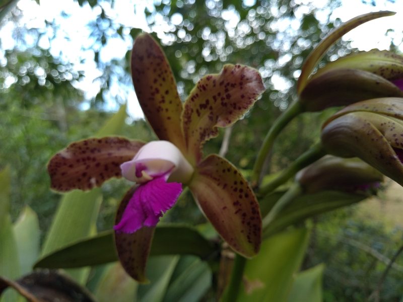 Cattleya tigrina, photographed by Lucas Kaminski