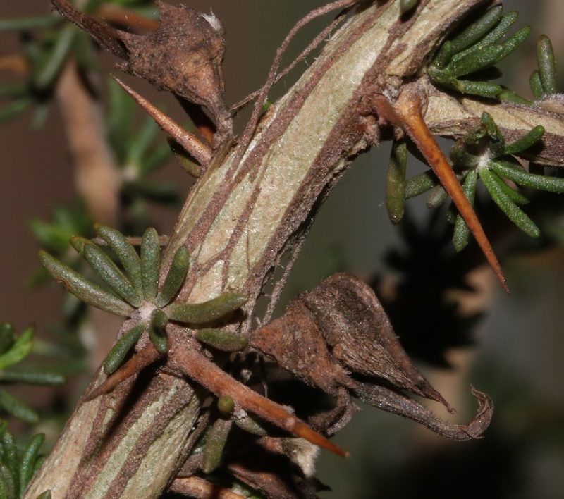 Aspalathus glabrata, photographed by Brian du Preez