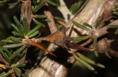 Aspalathus glabrata, photographed by Brian du Preez