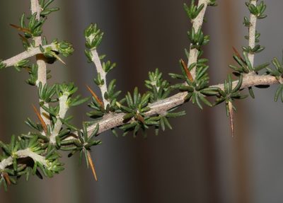 Aspalathus glabrata, photographed by Brian du Preez