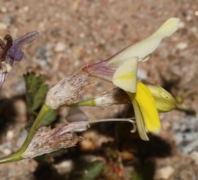 Sparaxis calcicola, photographed by Brian du Preez