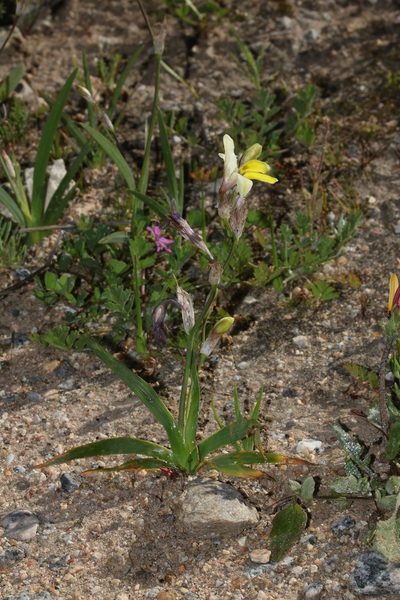 Sparaxis calcicola, photographed by Brian du Preez