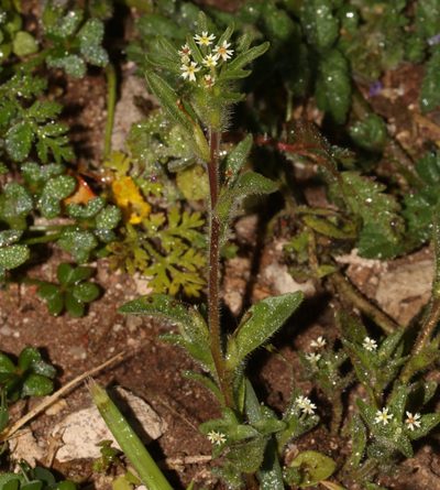 Zaluzianskya parviflora, photographed by Brian du Preez