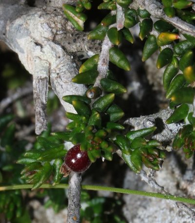 Phylica greyi, photographed by Brian du Preez