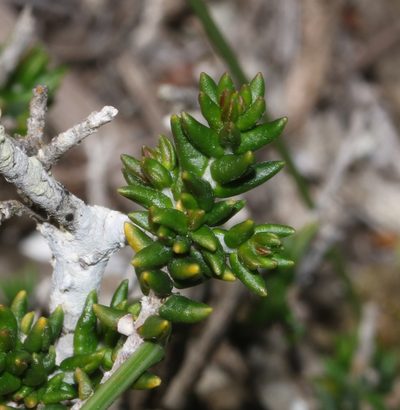 Phylica greyi, photographed by Brian du Preez