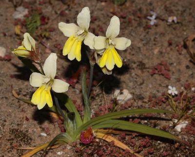 Sparaxis calcicola, photographed by Brian du Preez