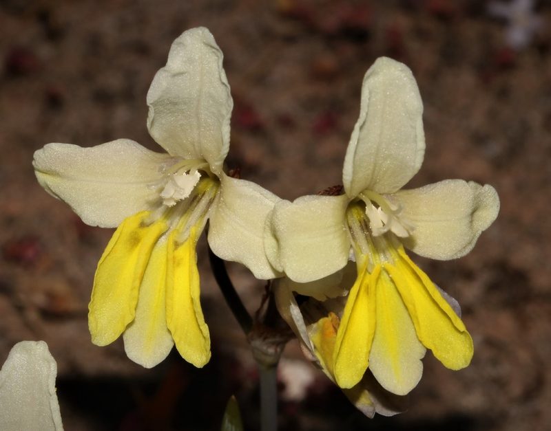 Sparaxis calcicola, photographed by Brian du Preez