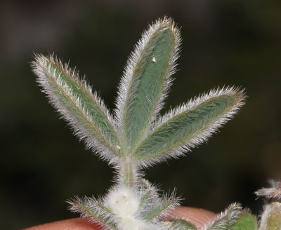 Argyrolobium velutinum, photographed by Brian du Preez