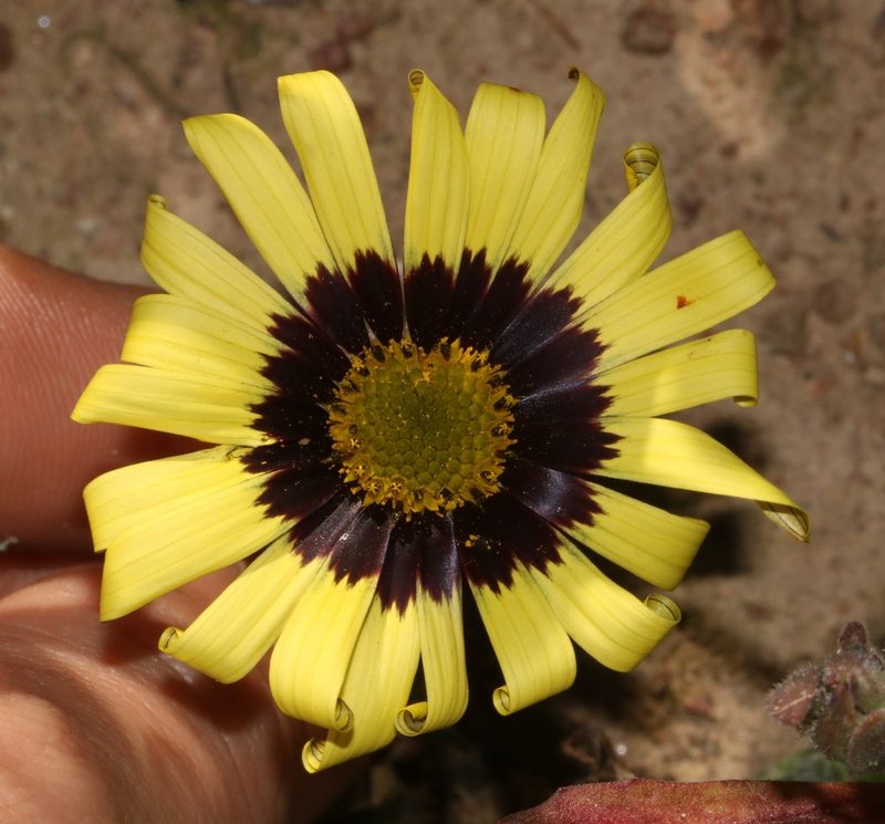 Osteospermum calcicola, photographed by Brian du Preez
