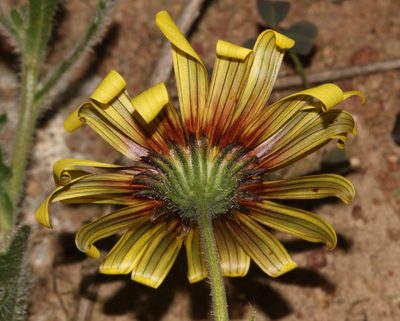 Osteospermum calcicola, photographed by Brian du Preez