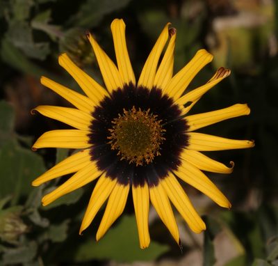 Osteospermum calcicola, photographed by Brian du Preez