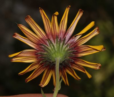 Osteospermum calcicola, photographed by Brian du Preez