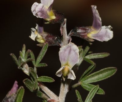 Wiborgiella dahlgrenii, photographed by Brian du Preez