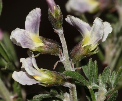 Wiborgiella dahlgrenii, photographed by Brian du Preez
