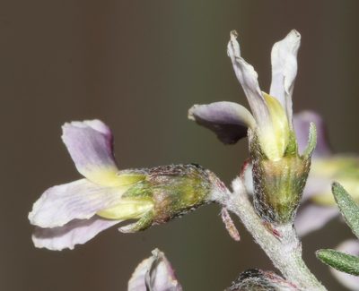 Wiborgiella dahlgrenii, photographed by Brian du Preez