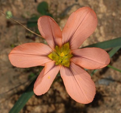 Moraea minor, photographed by Brian du Preez