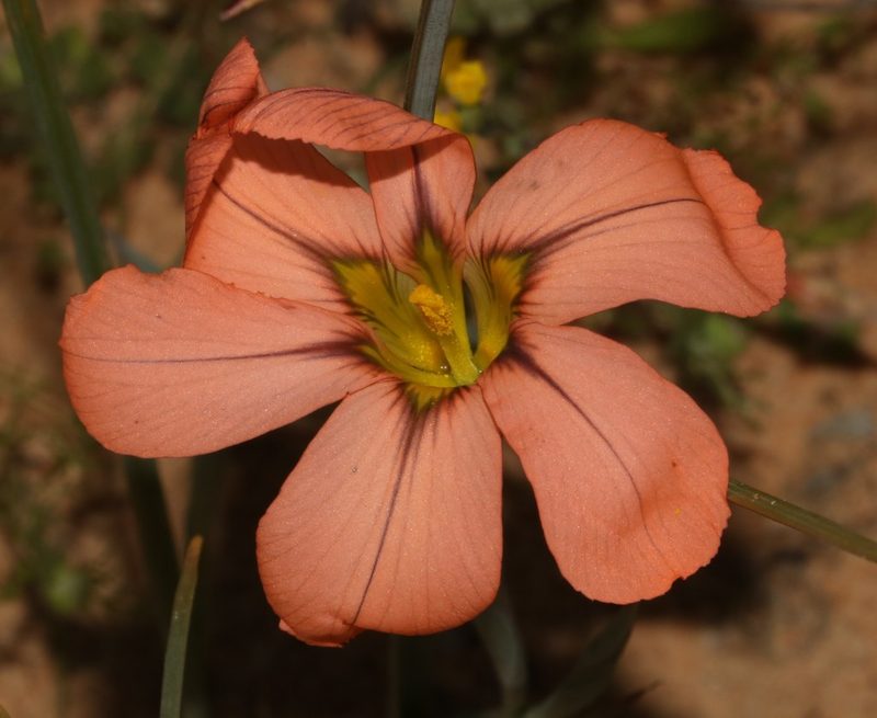 Moraea minor, photographed by Brian du Preez
