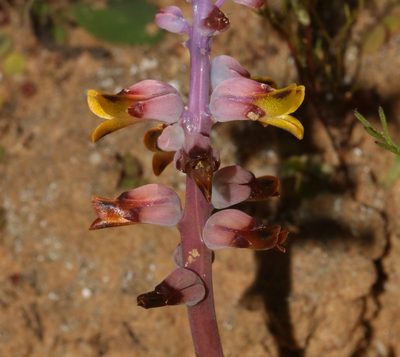 Lachenalia mutabilis, photographed by Brian du Preez