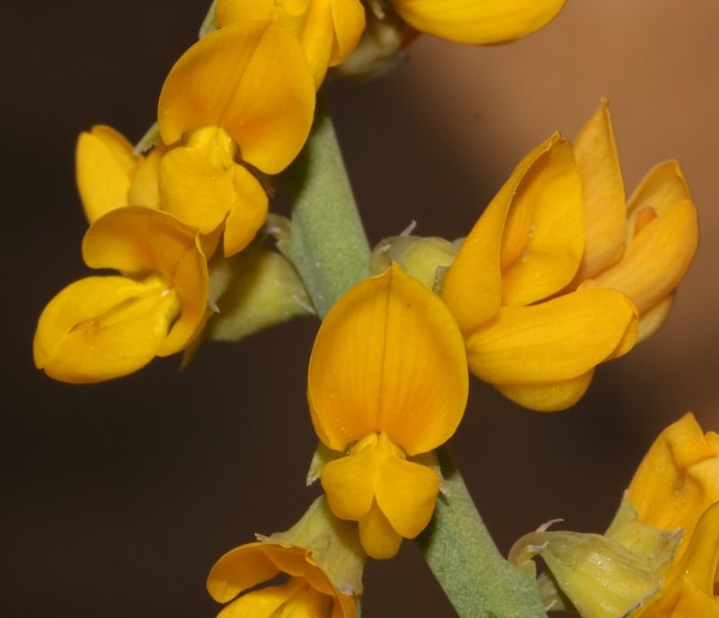 Lebeckia ambigua, photographed by Brian du Preez