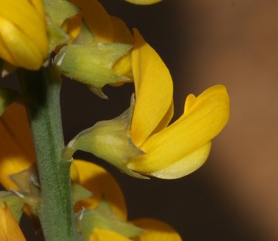 Lebeckia ambigua, photographed by Brian du Preez