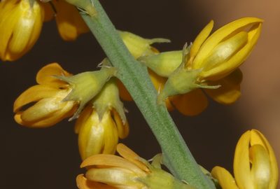 Lebeckia ambigua, photographed by Brian du Preez