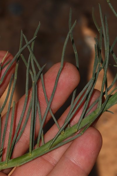 Lebeckia ambigua, photographed by Brian du Preez