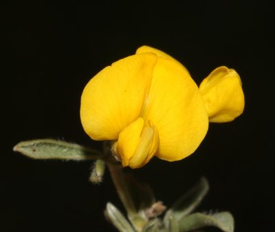 Polhillia ignota, photographed by Brian du Preez
