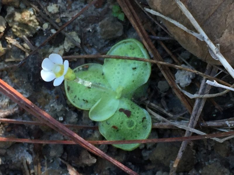 Pinguicula lilacina, photographed by Carlos Funes