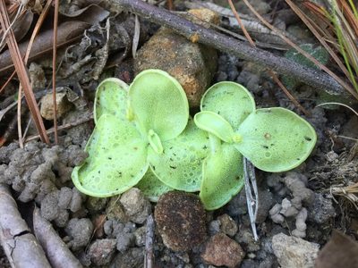Pinguicula lilacina, photographed by Carlos Funes