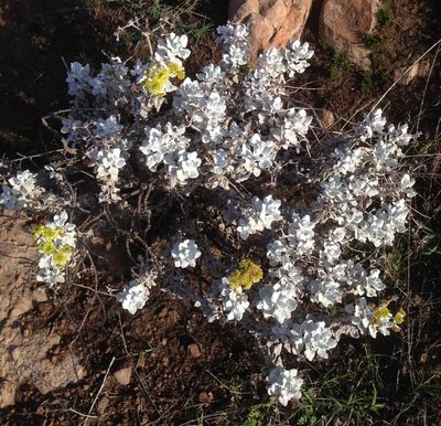 Eriogonum crocatum, photographed by Adam J. Searcy