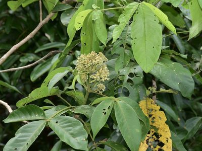 Vitex pinnata, photographed by Nasser Halaweh