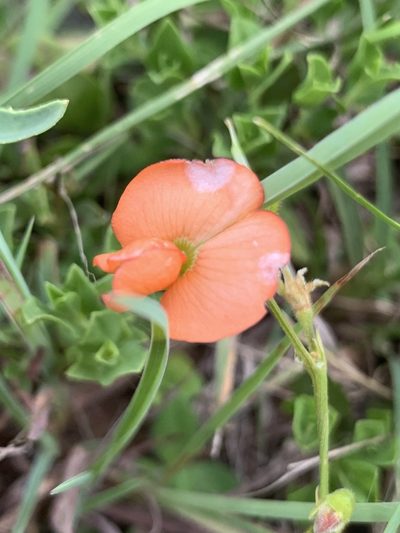 Tephrosia elongata, photographed by Matthew Fainman