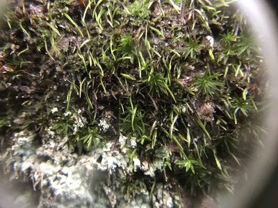 Bryoxiphium norvegicum, photographed by Brandon Corder