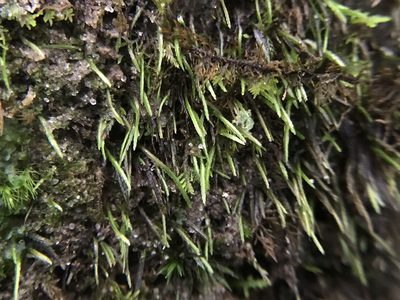 Bryoxiphium norvegicum, photographed by Brandon Corder