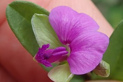 Polygala amatymbica, photographed by Peter Warren