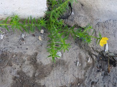 Portulaca rubricaulis, photographed by Juan Cruzado Cortés