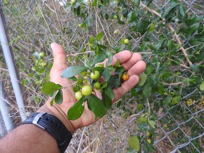 Diospyros tetrasperma, photographed by Juan Cruzado Cortés